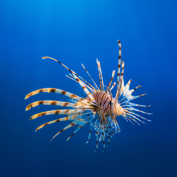 Red Lionfish - Pterois volitans
